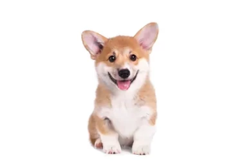 carthook corgi puppy