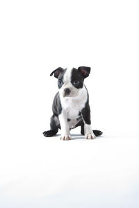 boston terrier puppy