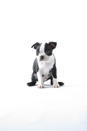 boston terrier puppy