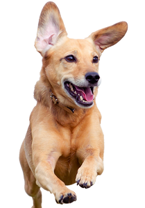 excited puppy