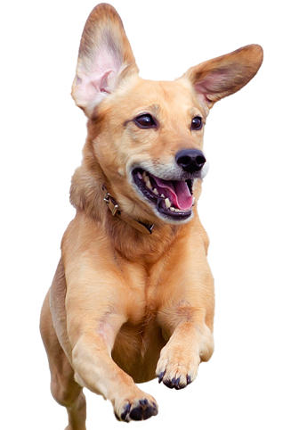 excited puppy