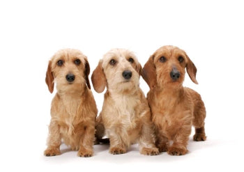 THREE PUPPIES - a deal
